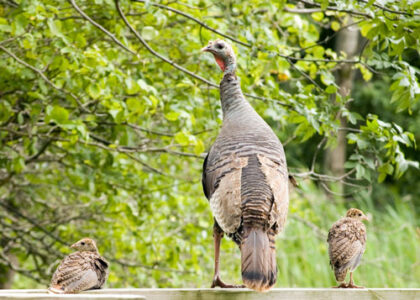 Poppy George's Farm Advice: Farm Animal Care and Raising Poultry Image
